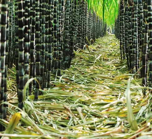 Sugar Exporters - Sugar Association | Sugar Exporters